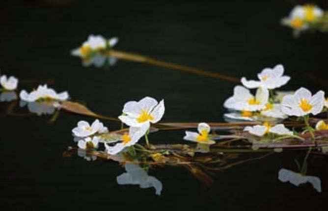 海菜花